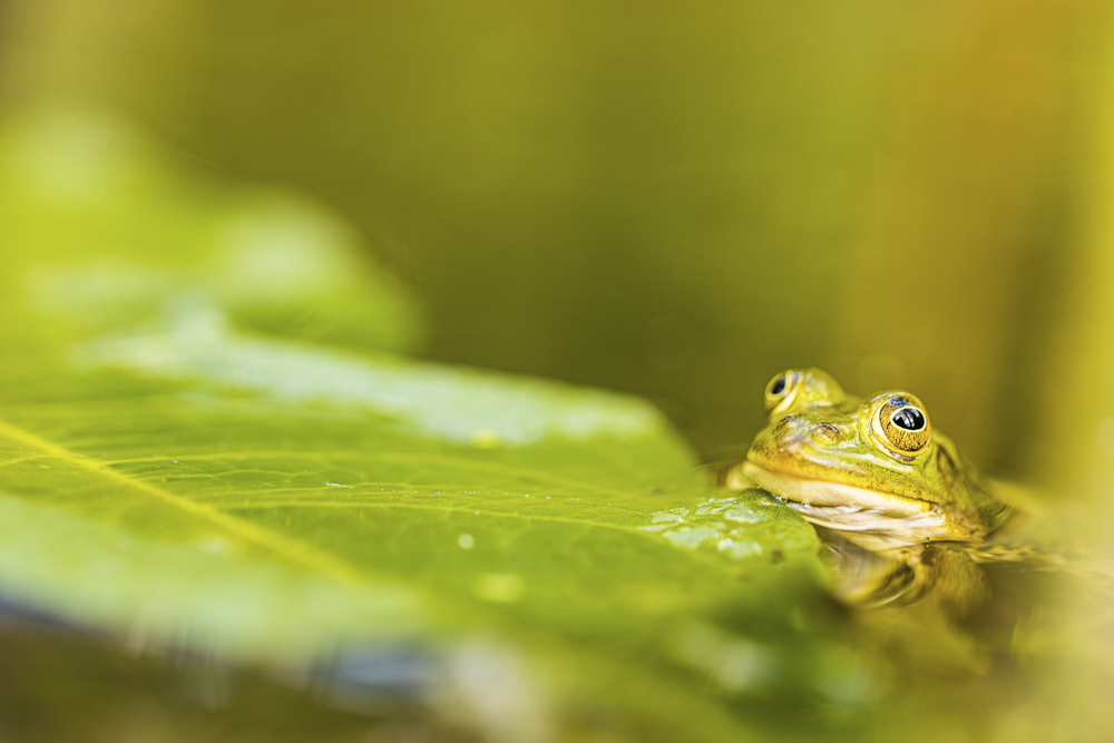 Platz 11 Conny Kleiner